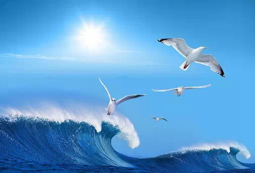 海鷗，我們的朋友——一首兒歌的溫馨記憶