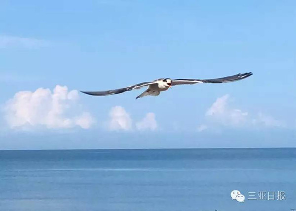 歌曲海鷗，我們的朋友——人與自然和諧共生的美好旋律