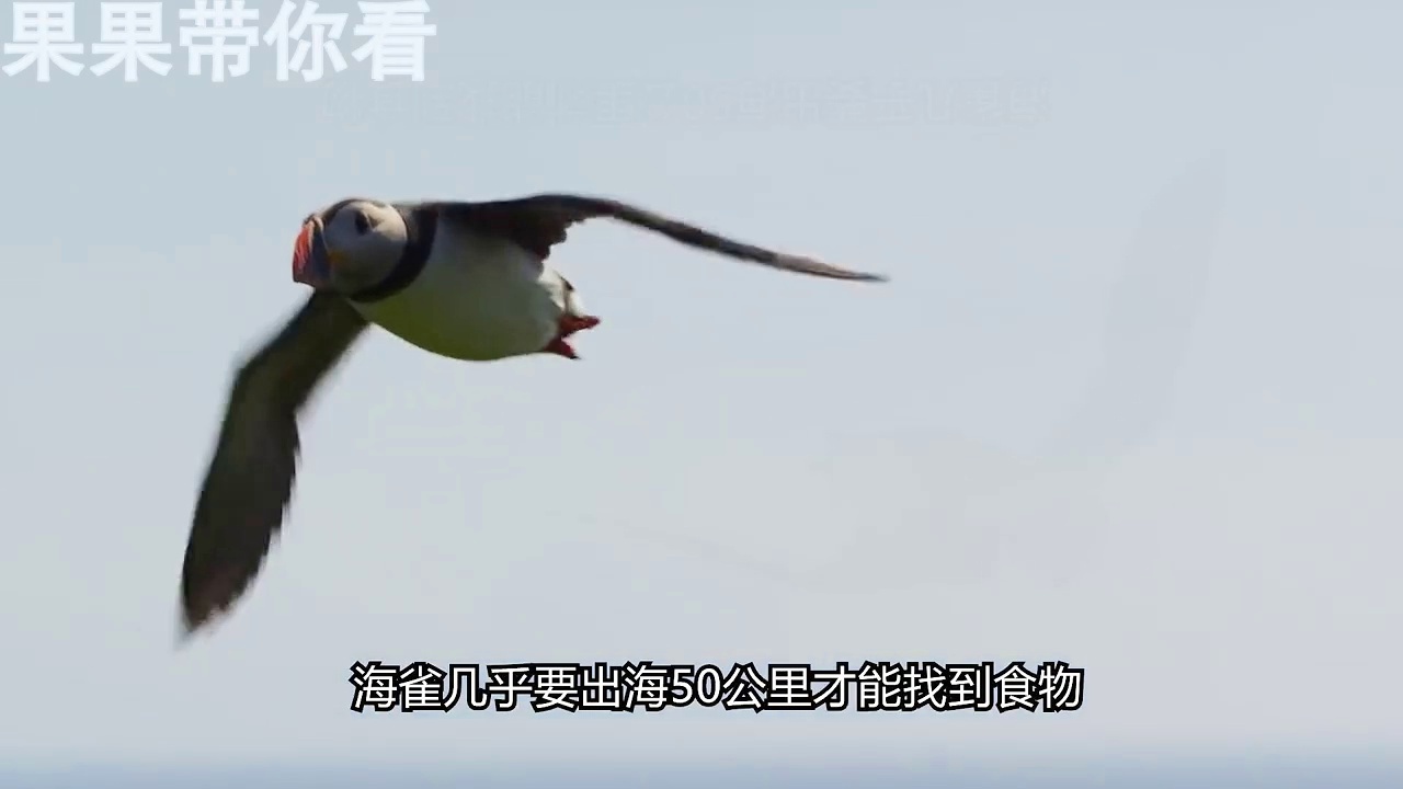海鷗喬納森