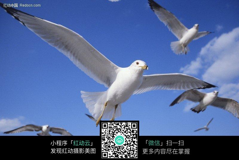 簡筆畫教程，如何繪制飛翔的海鷗