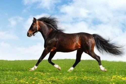 2018年四不像特馬生肖圖，傳統(tǒng)與現(xiàn)代交織的奇妙探索四不像特肖圖片今期今開獎
