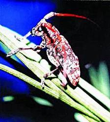 探索數(shù)字世界的奧秘，紅五圖庫(kù)、天牛與97654的神秘之旅紅五圖庫(kù)天牛圖庫(kù)天97654彩吧圖褲