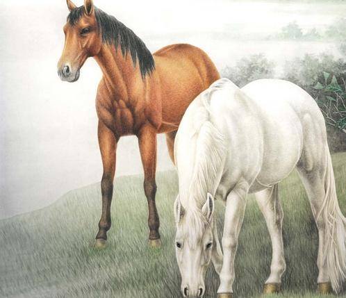 2019年特馬生肖圖，傳統(tǒng)與現(xiàn)代交織的幸運(yùn)密碼二0一九年特馬生肖圖