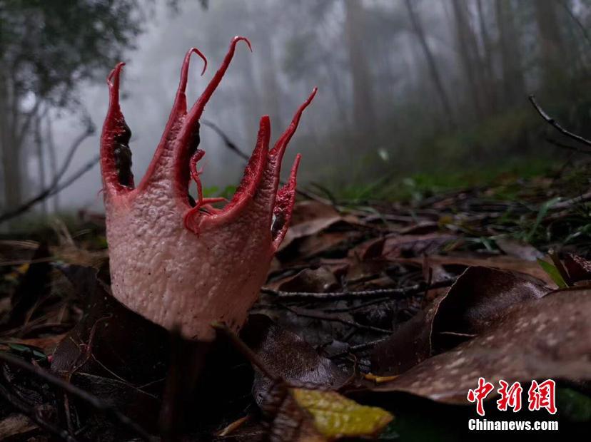 探索數(shù)字背后的奧秘，紅五圖庫(kù)、天牛與97654的神秘之旅紅五圖庫(kù)天牛圖庫(kù)天97654彩吧圖褲